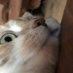 Meet your Posher, Miranda